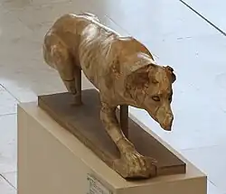 Marble statue of Laconian dog crouched and facing the bottom right corner of the picture. The sculpture is missing its ears, left arm, left leg and right foot.