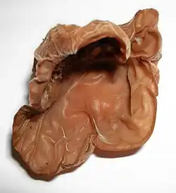 The jelly ear (Auricularia auricula-judae)