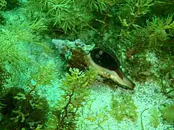 Australaria australasia