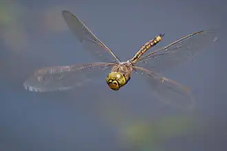 The Odonata (dragonflies and damselflies) have direct flight musculature, as do mayflies.