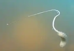 Unidentified rat-tailed maggot from Australia