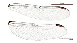 Female wings