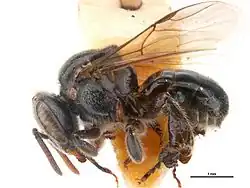 Austroplebeia cassiae worker. Scale bars = 1 mm