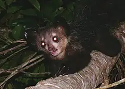 Cat-sized primate with large, membranous ears, black, coarse fur, long, skinny fingers, and forward-facing eyes climbing along a tree branch; its eyes shining yellow, reflecting back the light from the camera flash