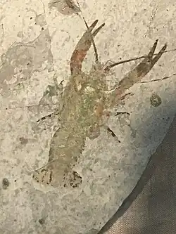 Palaeocambarus (a crawfish)