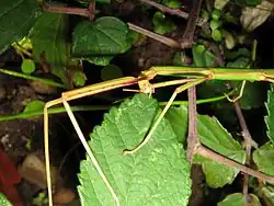 Eating a leaf of Rubus ulmifolius (mouthparts also visible)