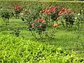 Roses in bloom in the park's rose garden