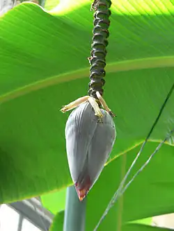 Bracts along a banana flower stalk surround rows of flowers