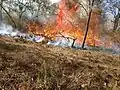 Forest fire spreading across the forest region due to dry grass