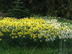 Some daffodils in the Bank Hall arboretum which can be found there in mid spring