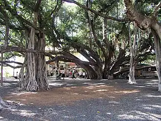 The banyan tree in Lahaina spread over 0.66 acre of land
