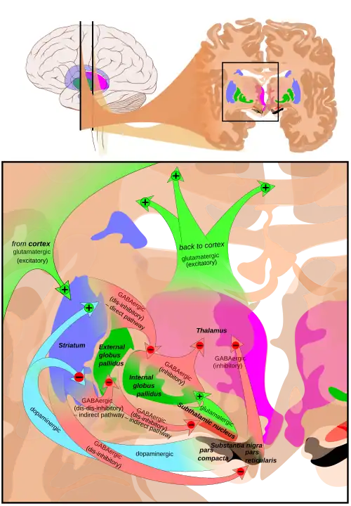 At the top, a line drawing of a side view of the human brain, with a cross section pulled out showing the basal ganglia structures in color near the center. At the bottom an expanded line drawing of the basal ganglia structures, showing outlines of each structure and broad arrows for their connection pathways.