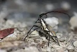 Batocera davidis