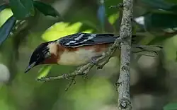 Bay-breasted warbler (Setophaga castanea) male