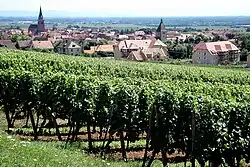 The village of Altenberg seen over vines.