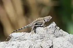 Big Bend canyon lizard (S. merriami annulatus)