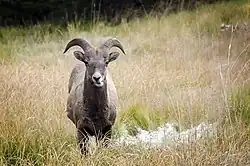Bighorn sheep in Kananaskis