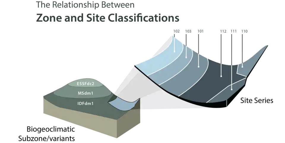 Figure shows two graphics of the relationship between Zone and Site Classifications. In one small graphic, an elevational sequence shows three zonal ecosystems, termed Biogeoclimatic Subzones/variants. Each has a set of Site Series that describe the local ecosystems on the landscape. The Site Series are coded with a number (e.g., 101, 102, etc.)