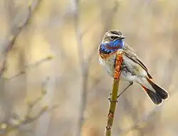 Bluethroat, Ammarnäs, Västerbotten