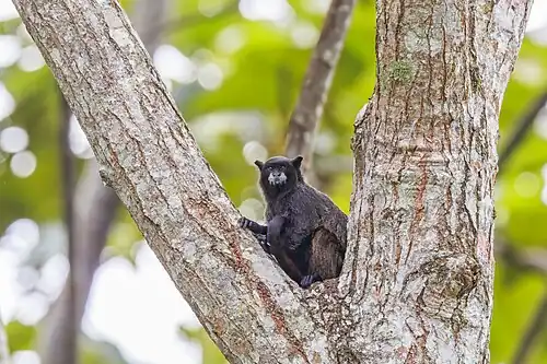 Black-mantled tamarin (Saguinus nigricollis graellsi) Sumaco.jpg