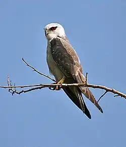 Black-winged Kite on its natural perch.