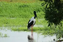 Black-necked Stork in Ngurrungurrudjba, Kakadu National Park