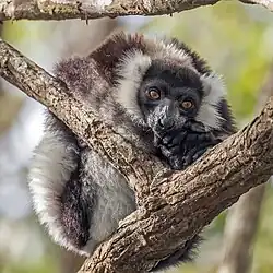 Black and white ruffed lemur Varecia variegata variegata