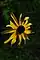 Rudbeckia hirta, blackeyed Susan, Washington Island