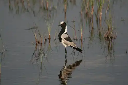 In the Okavango Delta, Botswana