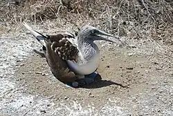 With egg and new young