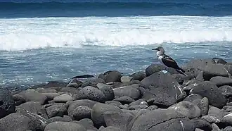 (Sula nebouxii) blue footed booby on North Seymour Island Galápagos