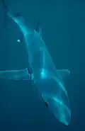 Blue shark (Prionace glauca)