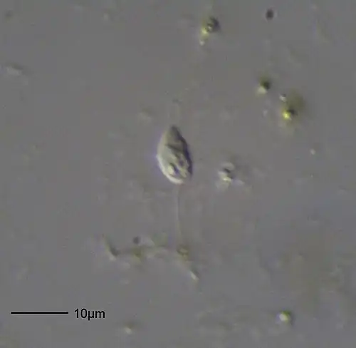 Bodo sp. (Euglenozoa: Kinetoplastida)