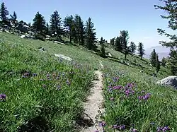 Photo of green grasses and purple flowers of penstemon along a mountain trail
