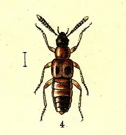 Bolitochara lunulata