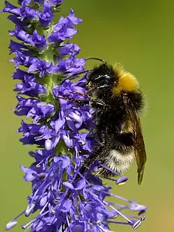 Bombus norvegicus
