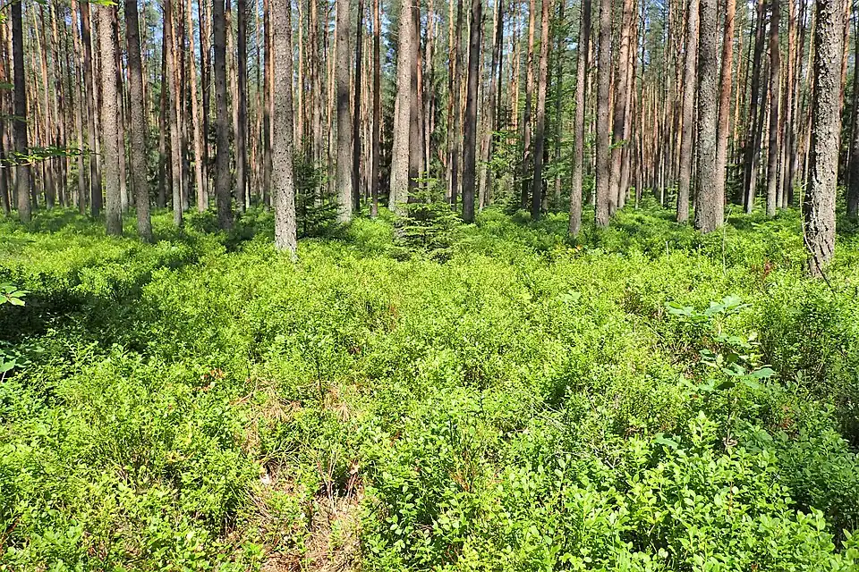 Pine forest understory in Czermnica, Poland