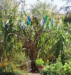 Mission Garden's bottle tree