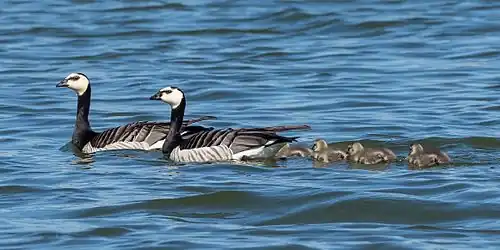 Pair with goslings in Sweden