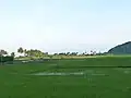 Ricefield at Barangay Biong