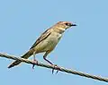 Bristled grassbird (at Dadri)