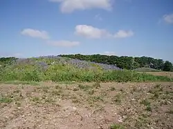 Bowl barrow 300 m north east of Whitnell Corner