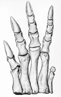 Line drawing of an articulated foot in top view
