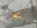 A brown widow spider on a web.