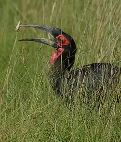 Southern ground hornbill (bluish throat indicates female) about to swallow a grasshopper