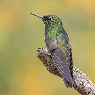 B. f. flavescens Colombia