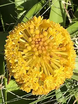 A flowered Bulbinella rossii infloresence viewed from above