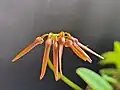 Bulbophyllum hirundinis var. calvum