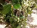 Bunch of unripe Vengurla-7 variety cashews