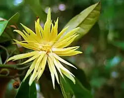 Closeup of single flower, showing petaloid stamens
